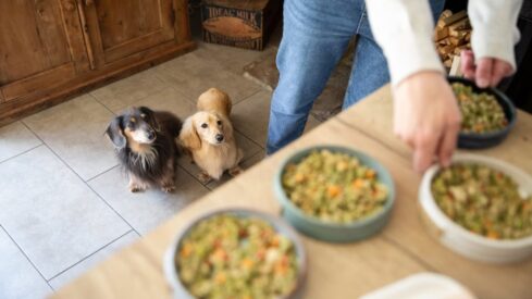 UK start-up Different Dog to ramp up production as demand for fresh pet food soars