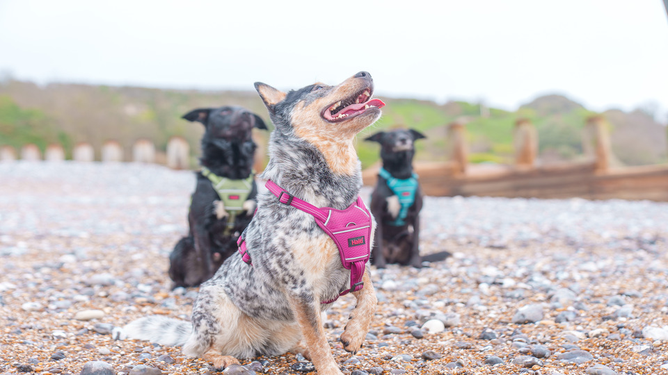 Company of Animals Limited