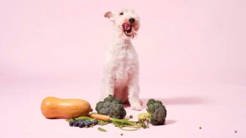 Alternative proteins gain ground: THE PACK Co-Founder calls for industry unity