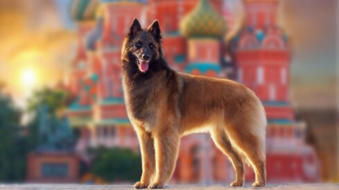 Russian pet market (I): Snapshot of a $6 billion industry