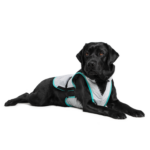 GlobalPETS | Pet industry directory DRY® Cooling Vest - DOG