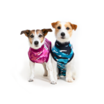 GlobalPETS | Pet industry directory Recovery Suit® Dog